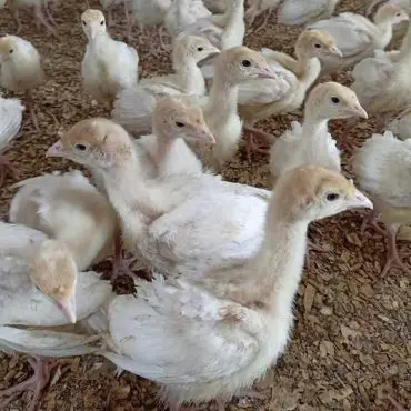 Beyaz Hindi - 30 Günlük