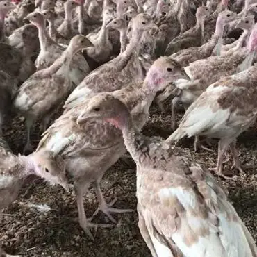 Kahverengi Hindi - 20 Günlük