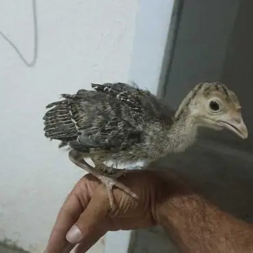 Siyah Hindi - 0 Günlük